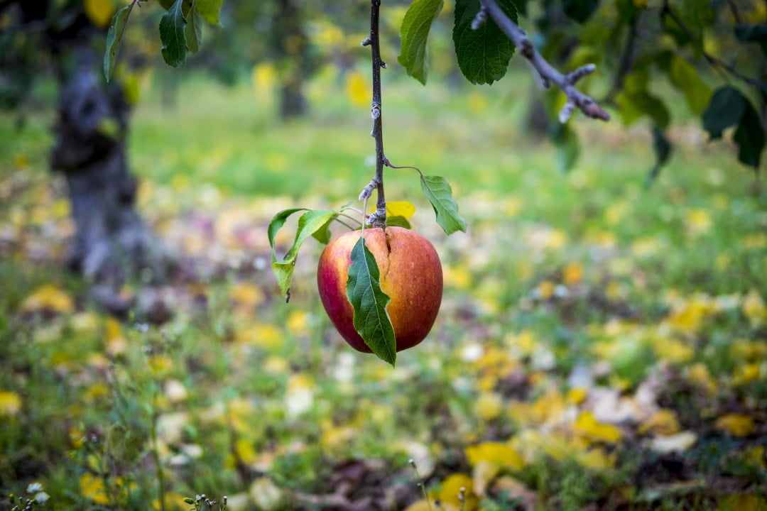 supers-nica-4-low-hanging-fruits-e-a-otimiza-o-da-sua-lista-de